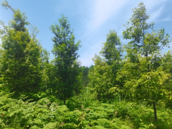 红椆实现良种挖掘和高效栽培