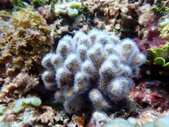 科学家发现苍珊瑚属隐存种——中华苍珊瑚