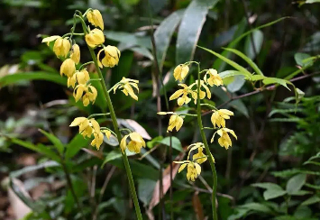 “植物国宝”大黄花虾脊兰野生种群被发现