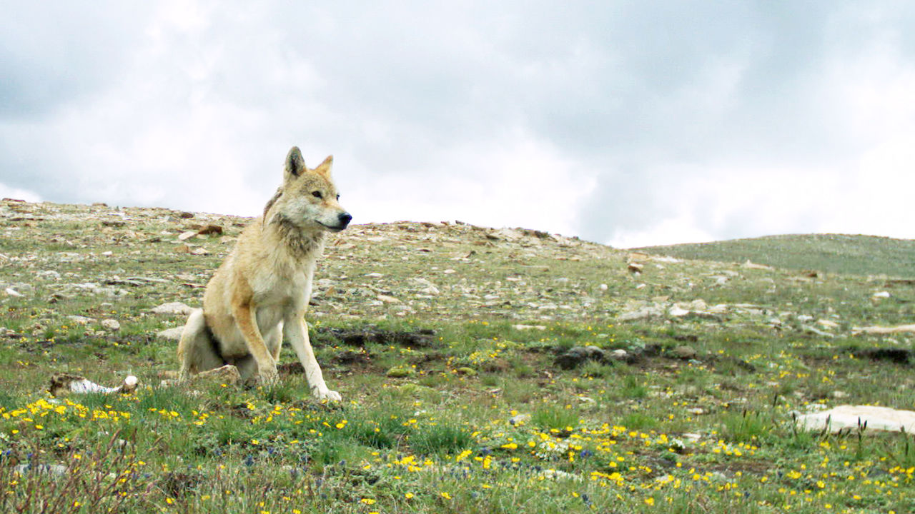 Himalayan_wolf_1280x720.jpg