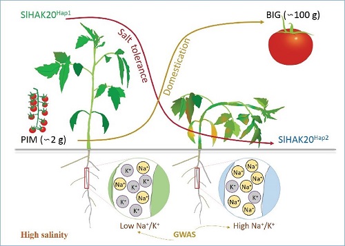 　番茄的果实选择伴随着其耐盐性降低是由根系中钠钾离子比升高导致的，与根系钠钾离子比关联的钠钾离子转运体编码基因SlHAK20中一个受驯化的变异位点介导栽培番茄耐盐性的降低。.jpg