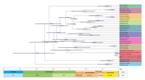基于化石年代标定和分子钟分析的分化时间推测.jpg