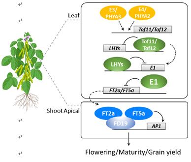 大豆光周期开花和产量形成的分子模式图.jpg