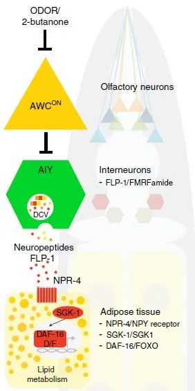 研究机理图：丁酮通过线虫嗅觉感觉神经元和中间神经元作用于外周肠道脂肪代谢。.jpg