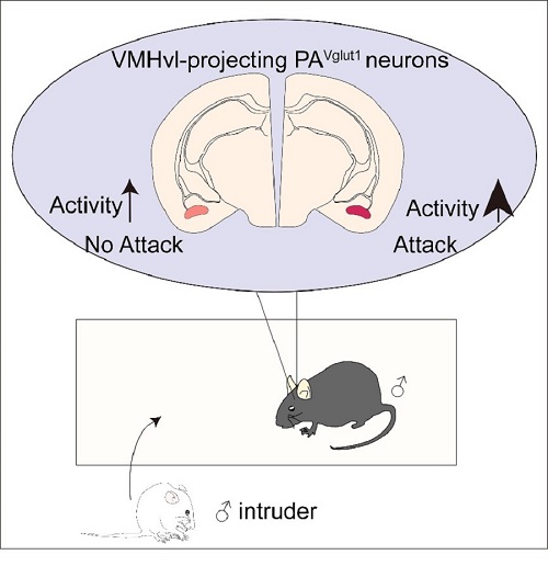 投射到下丘脑腹内侧核的后杏仁核的Vglut1阳性神经元在攻击行为门控功能的模型。后杏仁核的Vglut1神经元对下丘脑腹内侧核形成兴奋性投射，在攻击行为范式中，其神经活动的强度与小鼠是否发动攻击行为密切相关。.jpg