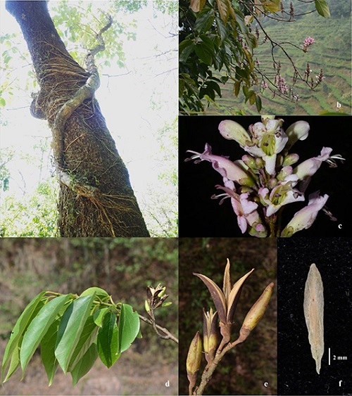 a半附生的植株； b 花枝；c 花；d 果枝；e 果实；f 种子.jpg