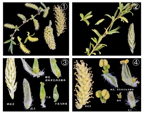 旱柳：①雄株和雄花序；②雌株和雌花序；③雌花序和雌花；④雄花序和雄花          图片来源：张志翔.jpg