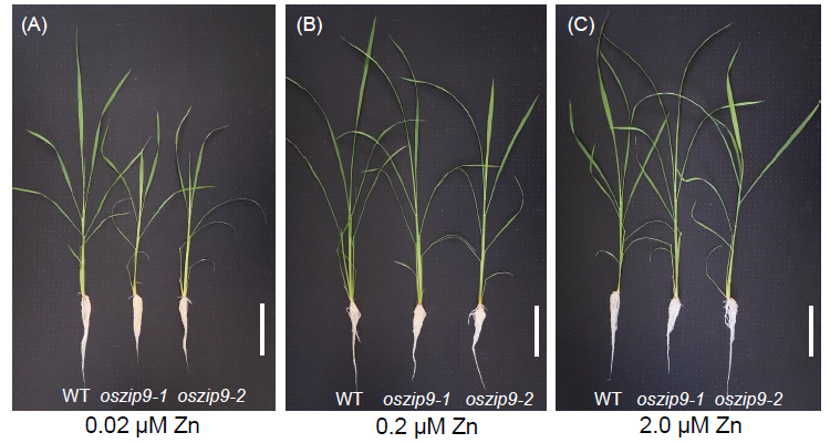 水培条件下oszip9基因敲除株系的表型分析。.jpg