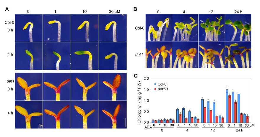 脱落酸通过DET1抑制光诱导黄化幼苗的绿变。.jpg