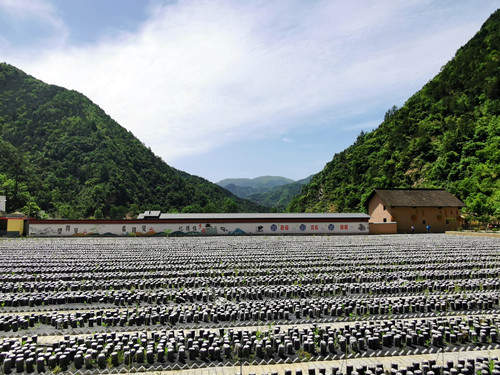 科技支撑秦岭食用菌产业实现保护秦岭植被与百姓脱贫.jpg