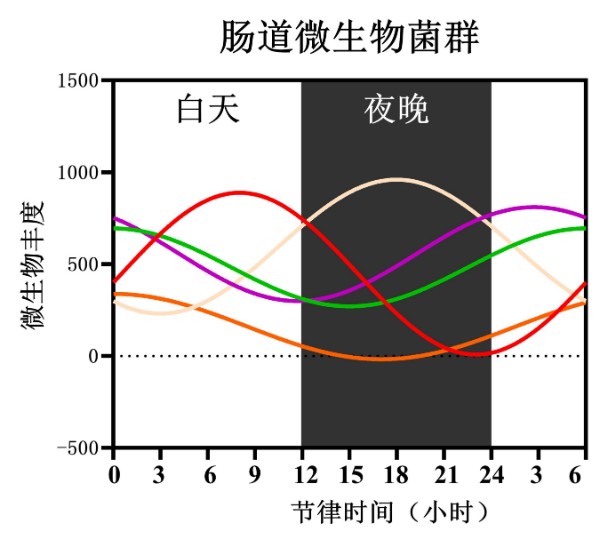 猪回肠内不同微生物菌群节律性变化规律.jpg