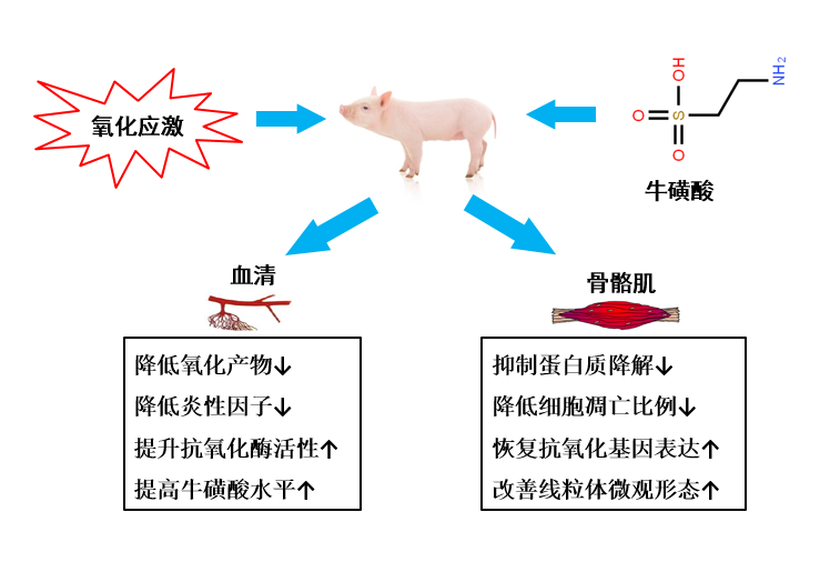 硫磺酸.png