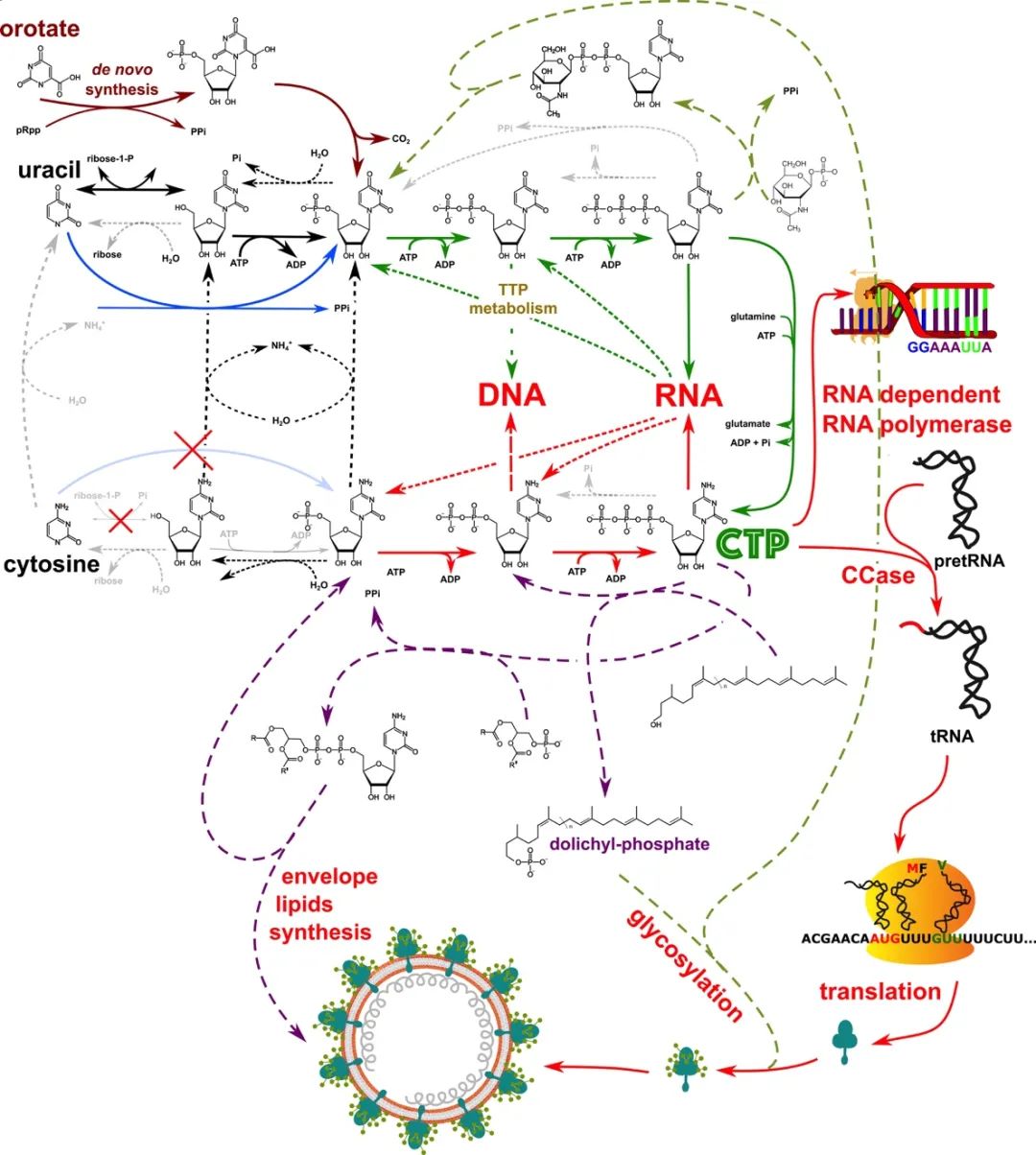 CTP在冠状病毒复制中参与的生物合成过程.jpg