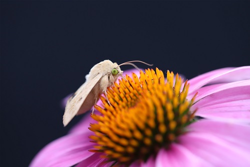 成虫取食花蜜.jpg