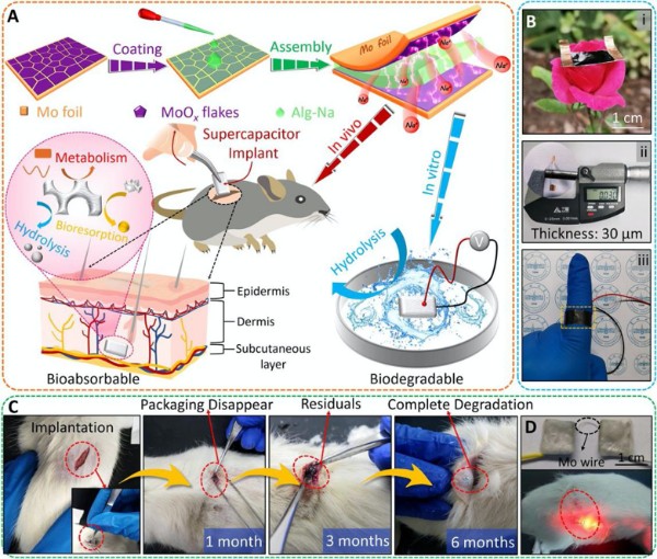 柔性、可降解、可体内吸收的植入式高性能超级电容器的制备流程，以及在体内体外环境中的生物降解过程与应用实例。.jpg
