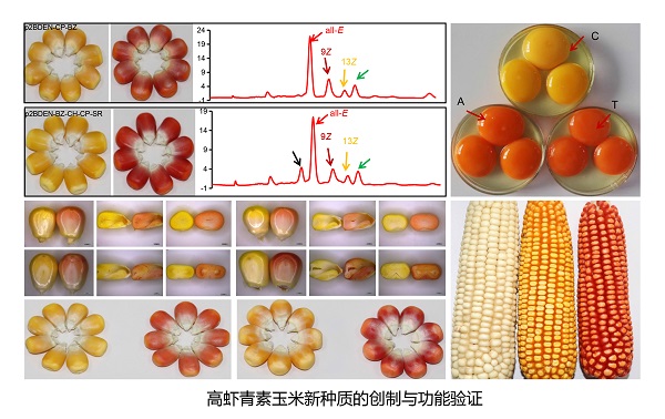 小图虾青素.jpg