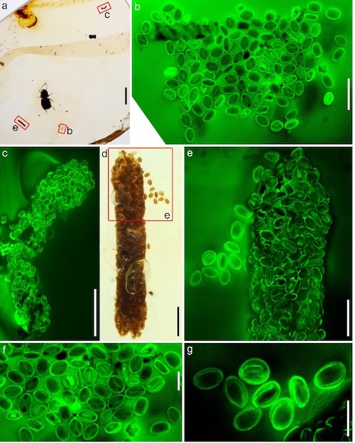 缅甸琥珀中与新生粉花甲保存在一起的三沟型花粉簇以及两枚由同样花粉组成的甲虫粪便化石（绿色为激光共聚焦图）.jpg