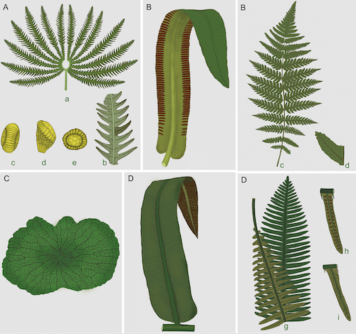 三叠纪末真蕨植物复原图（受访者供图）.png