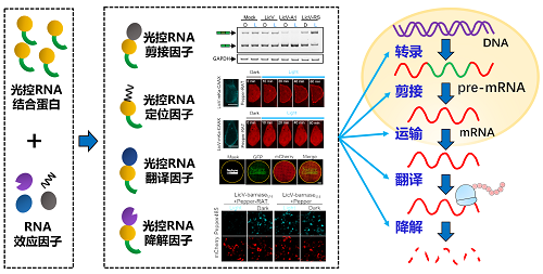 图片素材2.png