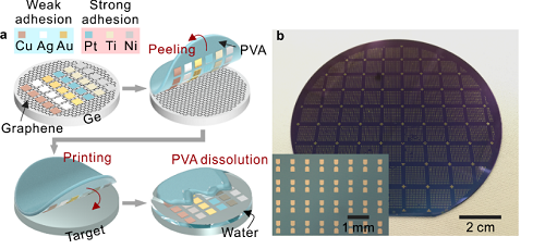 石墨烯辅助金属转印技术流程和4英寸金电极阵列照片.png