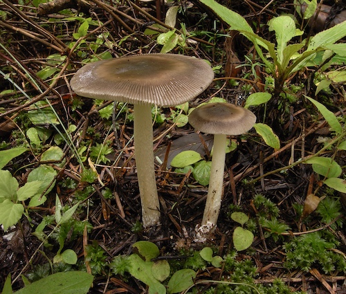 淡环纹鹅膏Amanita pallidozonata 杨祝良拍摄.JPG