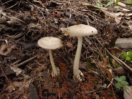 假灰托鹅膏Amanita pseudovaginata 杨祝良摄影.JPG