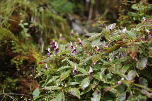 独龙凤仙花（Impatiens taronensis）-陈凯.jpg