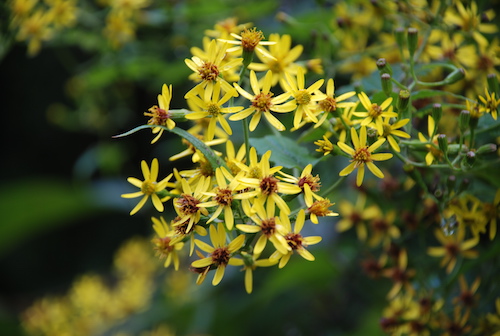 千里光Senecio scandens Buch.-Ham. ex D. Don-高连明2.JPG