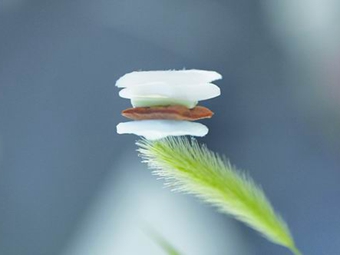 引入微穹顶，他们让“凝固的烟”弹起来