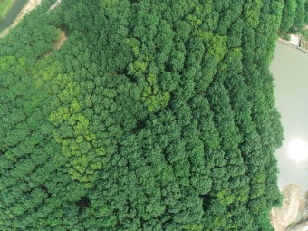 枝叶再密也不怕！新模型识别单株橡胶树