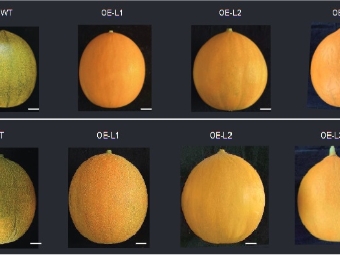 研究发现调控甜瓜成熟的两个关键转录因子