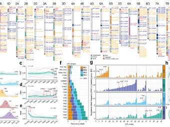 中国科学家绘制全球首张小麦抗病基因图谱